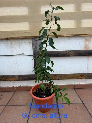 Mandarino de 60 cm de altura