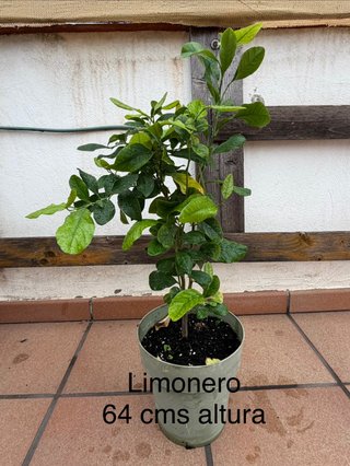 Limonero de 64 cm de altura