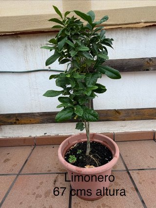 Limonero de 67 cm de altura