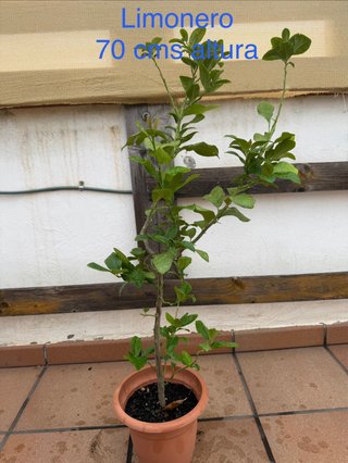 Limonero de 70 cm de altura