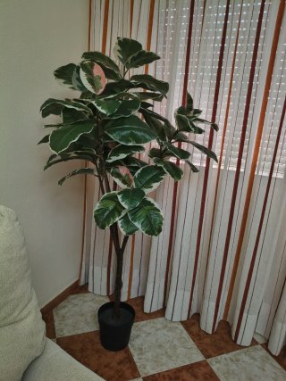 Ficus Artificial Nuevo  35€