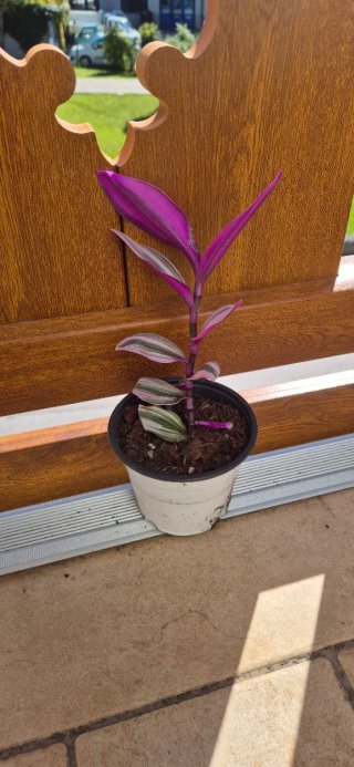 Tradescantia Viola Pianta
