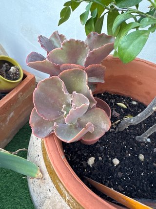 Planta suculenta Echeveria púrpura