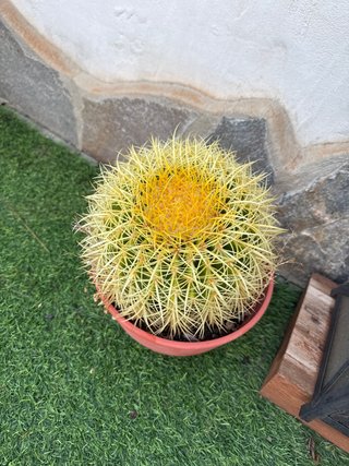 Cactus esférico en maceta
