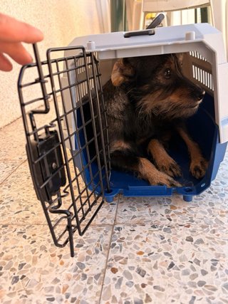 Transportín Nobleza para perros y gatos