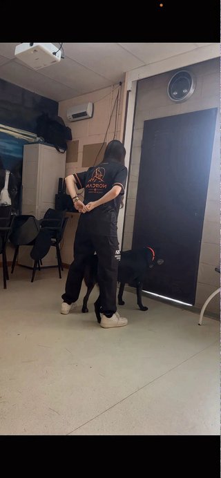 Adiestramiento canino