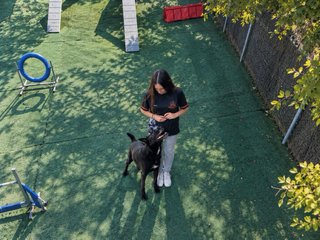Adiestramiento canino