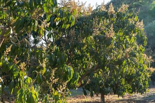 Casa rural en venta en Benajarafe – Almayate en Vélez-Málaga