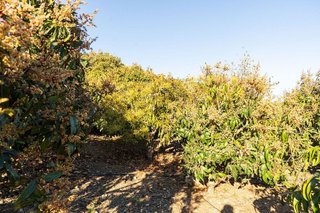 Casa rural en venta en Benajarafe – Almayate en Vélez-Málaga