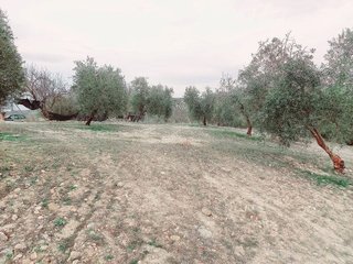 Terreno en venta en Alhama de Granada