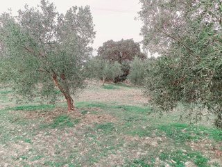 Terreno en venta en Alhama de Granada