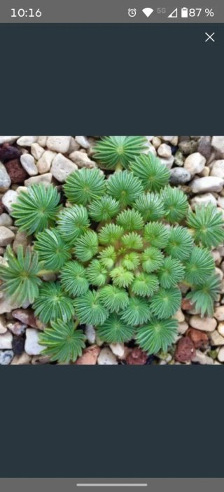 Bulbos Oxalis Palmifrom