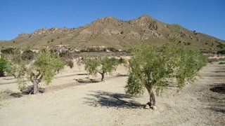 Terreno en venta en Abanilla