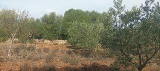 Terreno en venta en Llucmajor Interior en Llucmajor