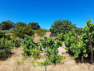 Masía en venta en San Vicente de Alcántara