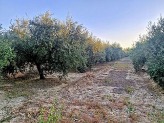 Terreno en venta en Renfe - Bulevar 1º y 2º Fase en Jaén
