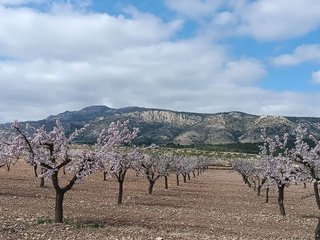 Terreno en venta en Pinós