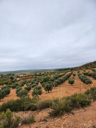 Terreno en venta en Almansa