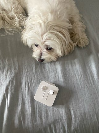 Apple EarPods Lightning blancos - NUEVOS