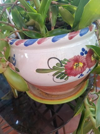 Maceta de Cerámica antigua  con Planta