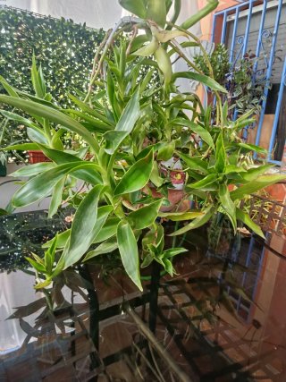 Maceta de Cerámica antigua  con Planta