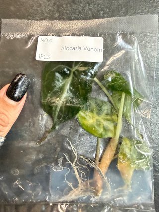 Alocasia Venom TC