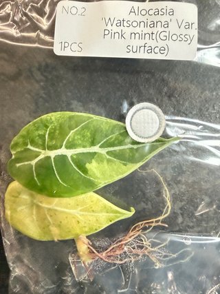 Alocasia Watsoniana Var. Pink Mint TC