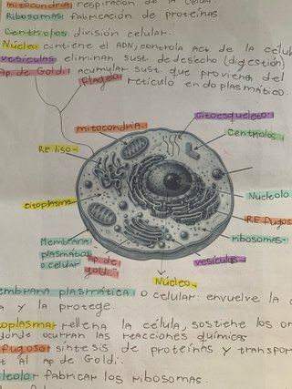 Apuntes hechos a mano | cualquier asignatura