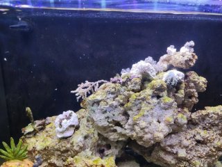 Acuario Marino Ocean Free 96 Litros