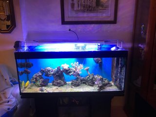 Acuario Marino con Accesorios