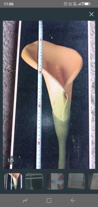 Cuadro Lienzo Cala (diseño como Moody Floral).