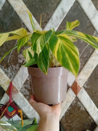 Alpinia variegata maceta 18cm