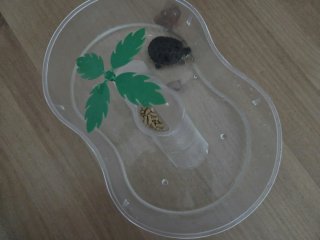 Tortuguera con regalo