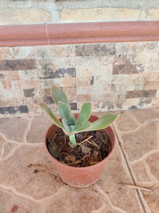 Graptoveria Fred Ives Suculenta