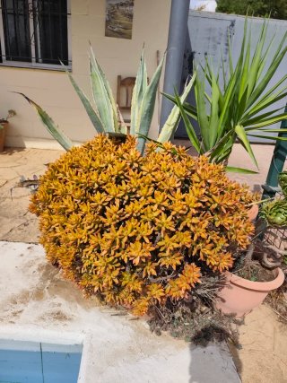 Plantas crasas variadas