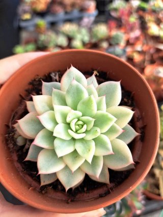 Echeveria Zaragosa Variegata
