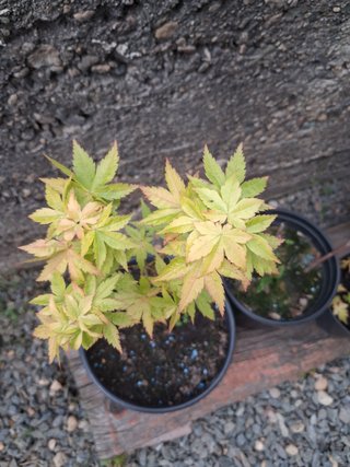acero palmato orange dream