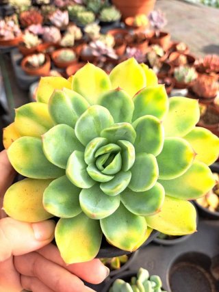 Suculenta Yu Se Tian Cheng Variegata