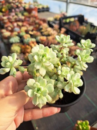 Suculenta Graptopetalum tencho 'Silk' Variegata