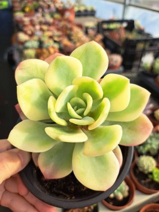 Echeveria xinnata variegata