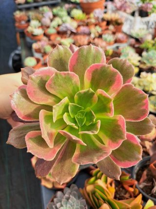 Aeonium Green Witch em vaso de 10,5cm