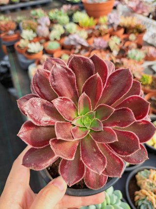 Aeonium Daisy Unica