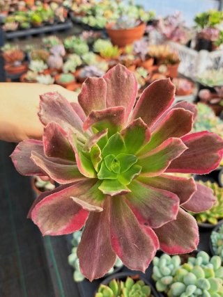 Aeonium Eden em Vaso de 10,5cm