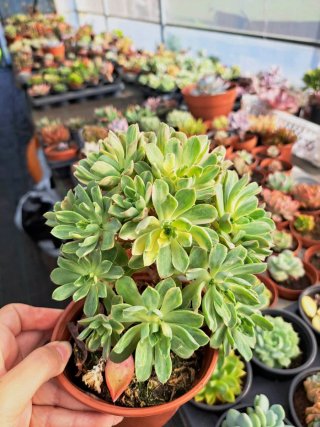 Aeonium Castello-Pivae Variegata