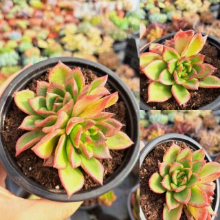 Echeveria em Vaso de 10,5cm