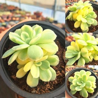 Suculenta Strawberry Ice Variegata