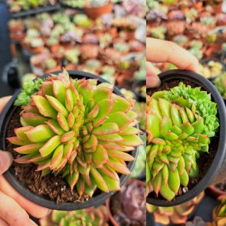 Echeveria Cristata Vaso 10.5cm