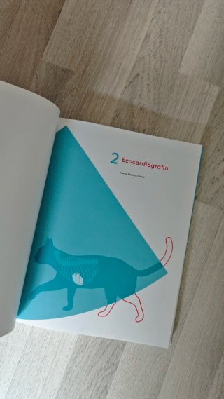 Diagnóstico ecográfico en el gato