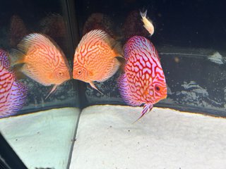 Acuario 280L