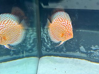 Acuario 280L
